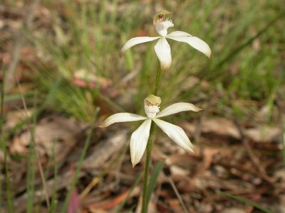 Caladenia ustulata, photographed by Donald Hobern