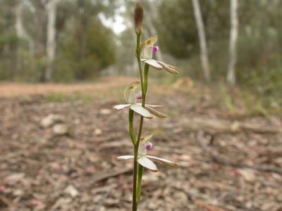 Caladenia ustulata, photographed by Donald Hobern
