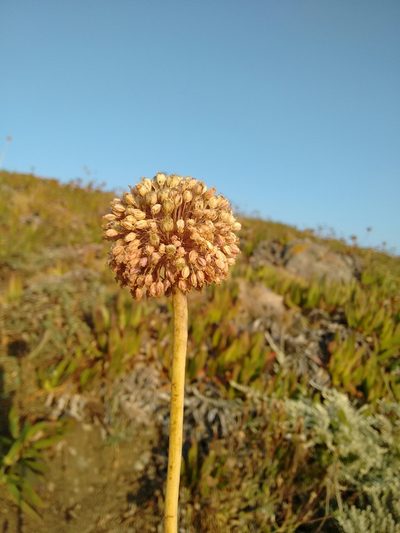 Allium commutatum, photographed by Rafael Medina