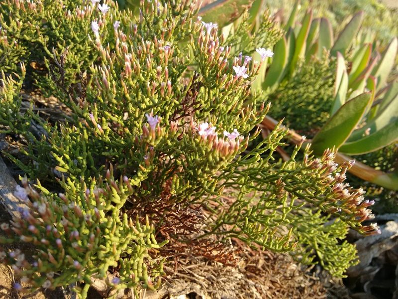 Limonium articulatum, photographed by Rafael Medina