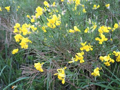 Genista radiata, photographed by Marco Mussita