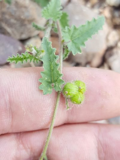 Tragia amblyodonta, photographed by Alex Abair