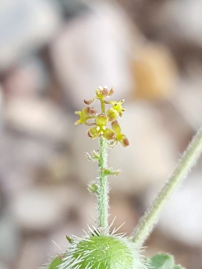 Tragia amblyodonta, photographed by Alex Abair