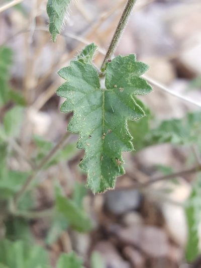 Tragia amblyodonta, photographed by Alex Abair