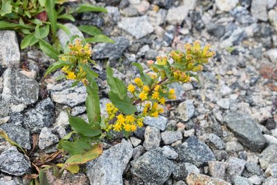 Solidago leiocarpa, photographed by Bobby McCabe