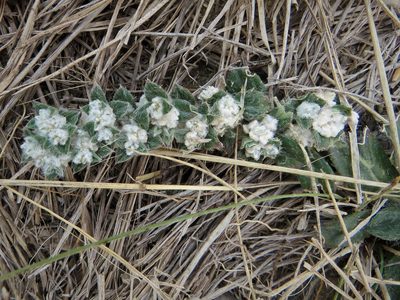 Gomphrena lanuparonychioides, photographed by Annika Lindqvist