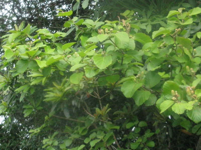 Grewia lasiocarpa, photographed by Suvarna Parbhoo Mohan