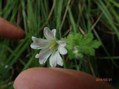 Geranium wakkerstroomianum, photographed by Peter Warren