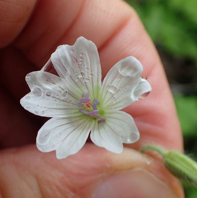 Geranium wakkerstroomianum, photographed by Peter Warren