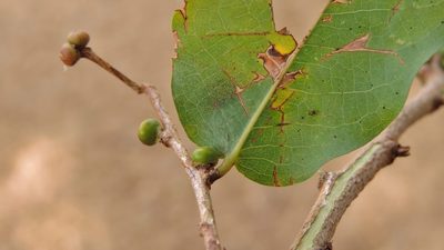 Cleistochlamys kirkii, photographed by i_c_riddell