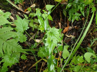 Lobelia vanreenensis, photographed by Peter Warren