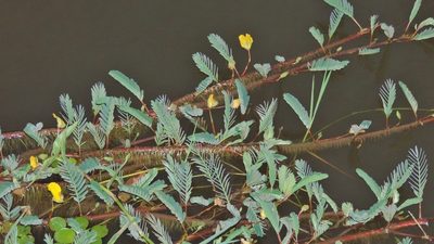 Aeschynomene fluitans, photographed by i_c_riddell