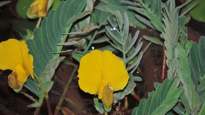 Aeschynomene fluitans, photographed by i_c_riddell
