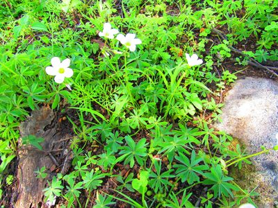 Oxalis decaphylla, photographed by Oscar Alejandro Morales Juárez