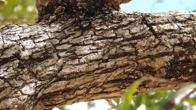 Diospyros quiloensis, photographed by i_c_riddell