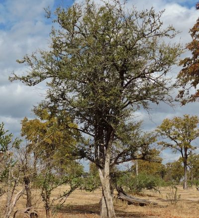 Diospyros quiloensis, photographed by i_c_riddell