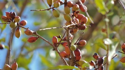 Diospyros quiloensis, photographed by i_c_riddell