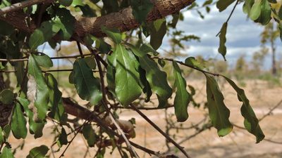 Diospyros quiloensis, photographed by i_c_riddell