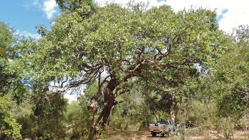 Ficus bussei, photographed by i_c_riddell