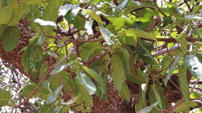Ficus bussei, photographed by i_c_riddell