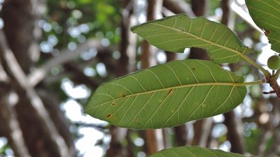 Ficus bussei, photographed by i_c_riddell