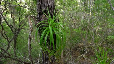 Dracophyllum elegantissimum, photographed by Sarah Richardson