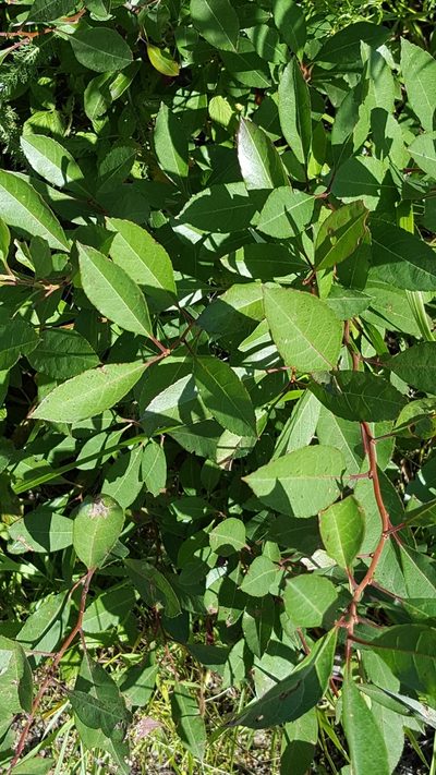 Prunus susquehanae, photographed by Norma Malinowski
