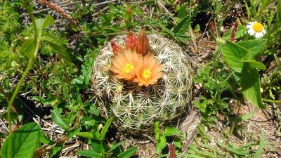 Coryphantha compacta, photographed by Jonathan Rodriguez