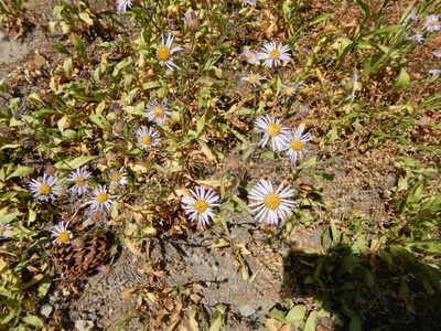 Symphyotrichum spathulatum, photographed by stinger