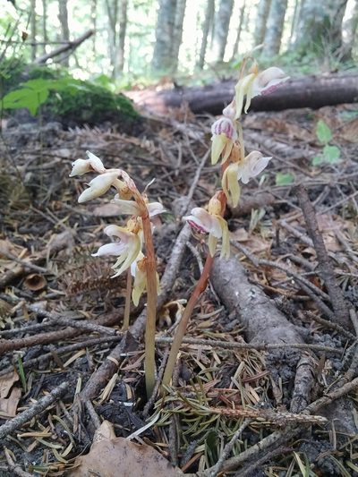 Epipogium aphyllum, photographed by Mattia Menchetti