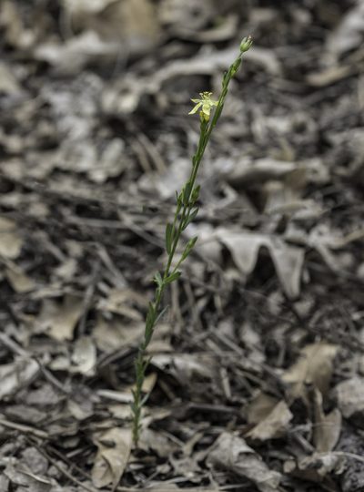 Linum neomexicanum, photographed by Craig Martin