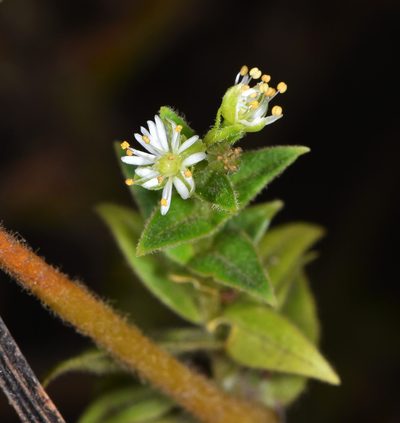 Stellaria littoralis, photographed by Don Loarie