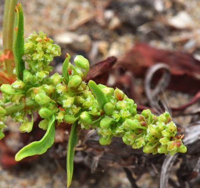 Rumex crassus, photographed by Don Loarie