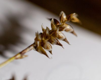 Carex exilis, photographed by bobkennedy