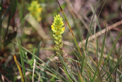 Orthocarpus luteus, photographed by Cheryl McCleary-Catalano