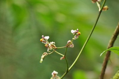Cyrtochilum midas, photographed by Thibaud Aronson