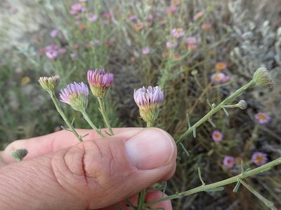 Erigeron blochmaniae, photographed by Scott Yarger