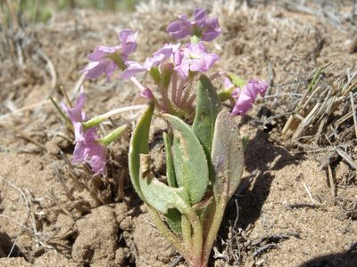 Abronia crux-maltae, photographed by Jim Morefield