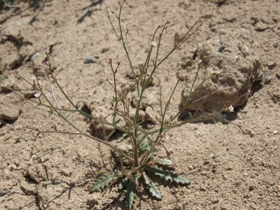 Aliciella leptomeria, photographed by Jim Morefield