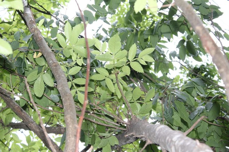 Bursera excelsa, photographed by Viacheslav Shalisko