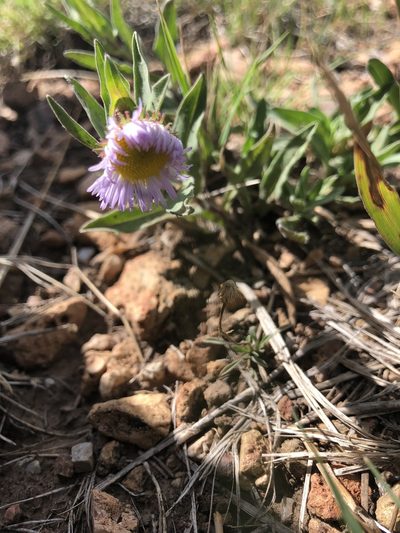 Erigeron formosissimus, photographed by Jess Mullins