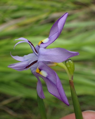 Moraea inclinata, photographed by Peter Warren
