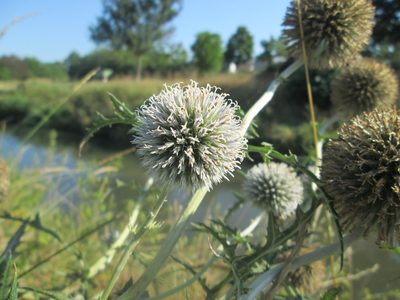 Echinops exaltatus, photographed by Andreas Rockstein