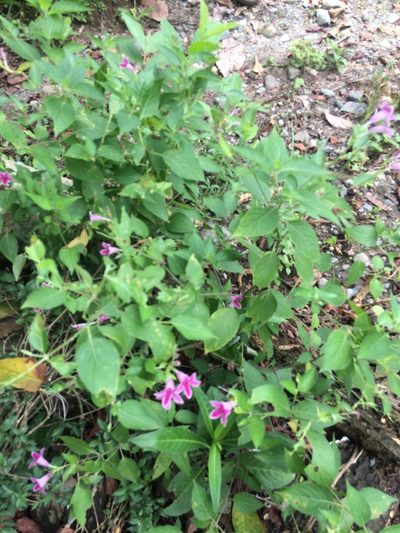Asystasia nemorum, photographed by Greg III Espera