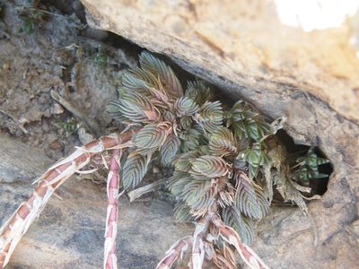 Crassula schimperi, photographed by Antoinette Eyssell Knox