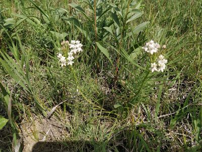 Asclepias pumila, photographed by Jeff D Hansen