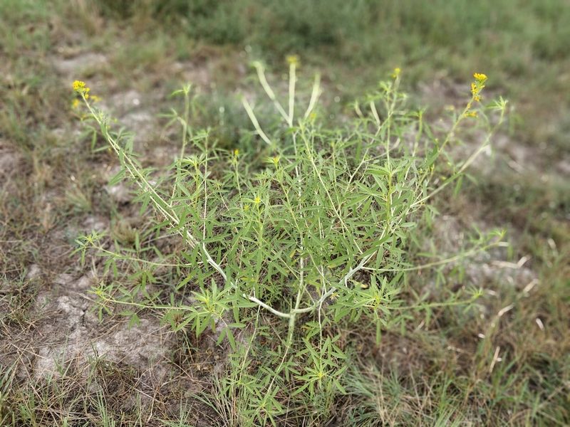 Cleomella angustifolia, photographed by Jeff D Hansen