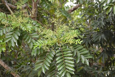 Mosquitoxylum jamaicense, photographed by Neptalí Ramírez Marcial