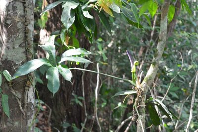 Anthurium pentaphyllum