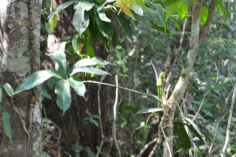 Anthurium pentaphyllum, photographed by Neptalí Ramírez Marcial